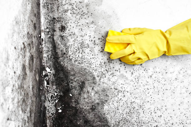 Best Crawl Space Mold Remediation in White Settlement, TX