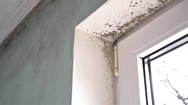Best Localized Mold Remediation (e.g., coastal areas, humid climates) in White Settlement, TX