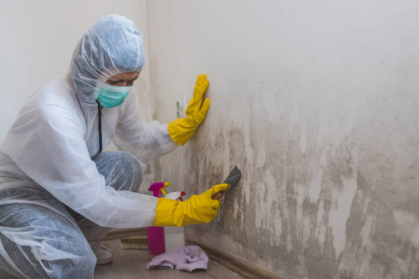 Best Industrial Mold Remediation in White Settlement, TX