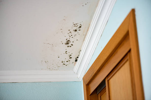 Professional Mold Remediation in White Settlement, TX