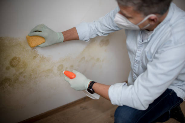 Best Post-Flood Mold Remediation in White Settlement, TX