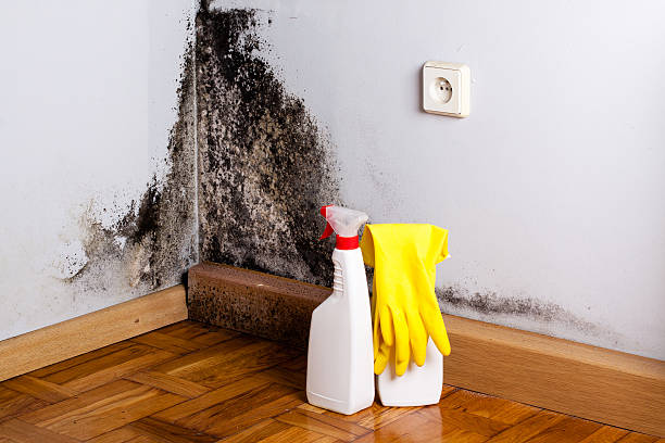 Best Black Mold Remediation in White Settlement, TX