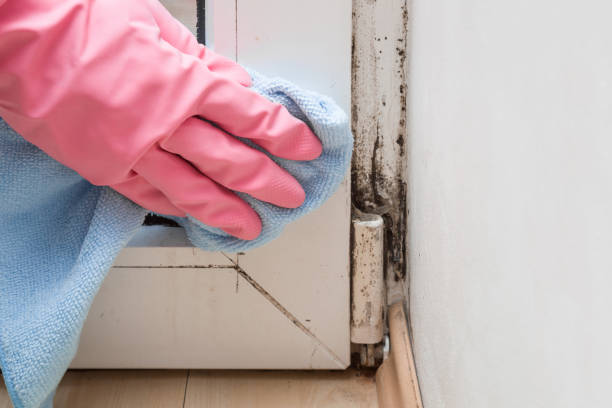Best Residential Mold Remediation in White Settlement, TX