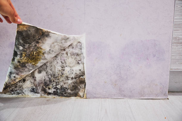 Best Emergency Mold Remediation in White Settlement, TX